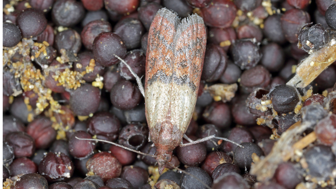 Dörrobstmotte sitzt auf getrockneten Beeren, erkennbar an ihrem braun-grauen Flügelmuster