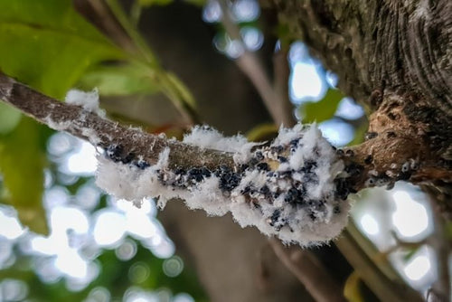 Blutläuse in weißem, watteartigem Sekret an einem Ast eines Apfelbaums
