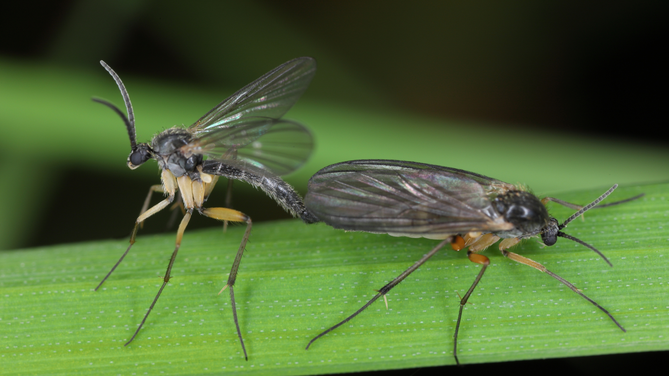 Zwei Trauermücken auf einem grünen Blatt, eine sitzt, die andere fliegt gerade auf