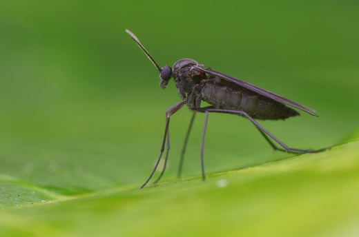 Schwarze Trauermücke mit langen Beinen auf grünem Blatt