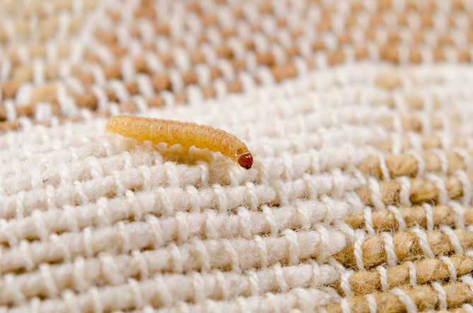 Kleidermottenlarve sitzt auf hellem gestrickten Stoff