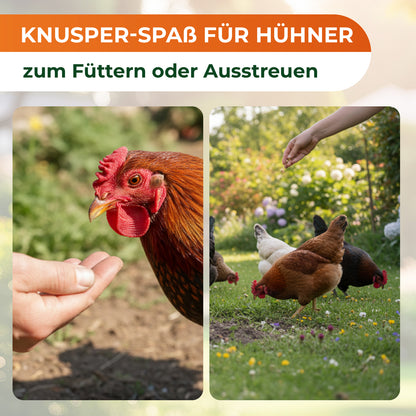 Zwei Fotos: links Nahaufnahme eines Huhns, das von einer Hand gefüttert wird, rechts mehrere Hühner auf einer Wiese, vor denen eine Hand Futter ausstreut