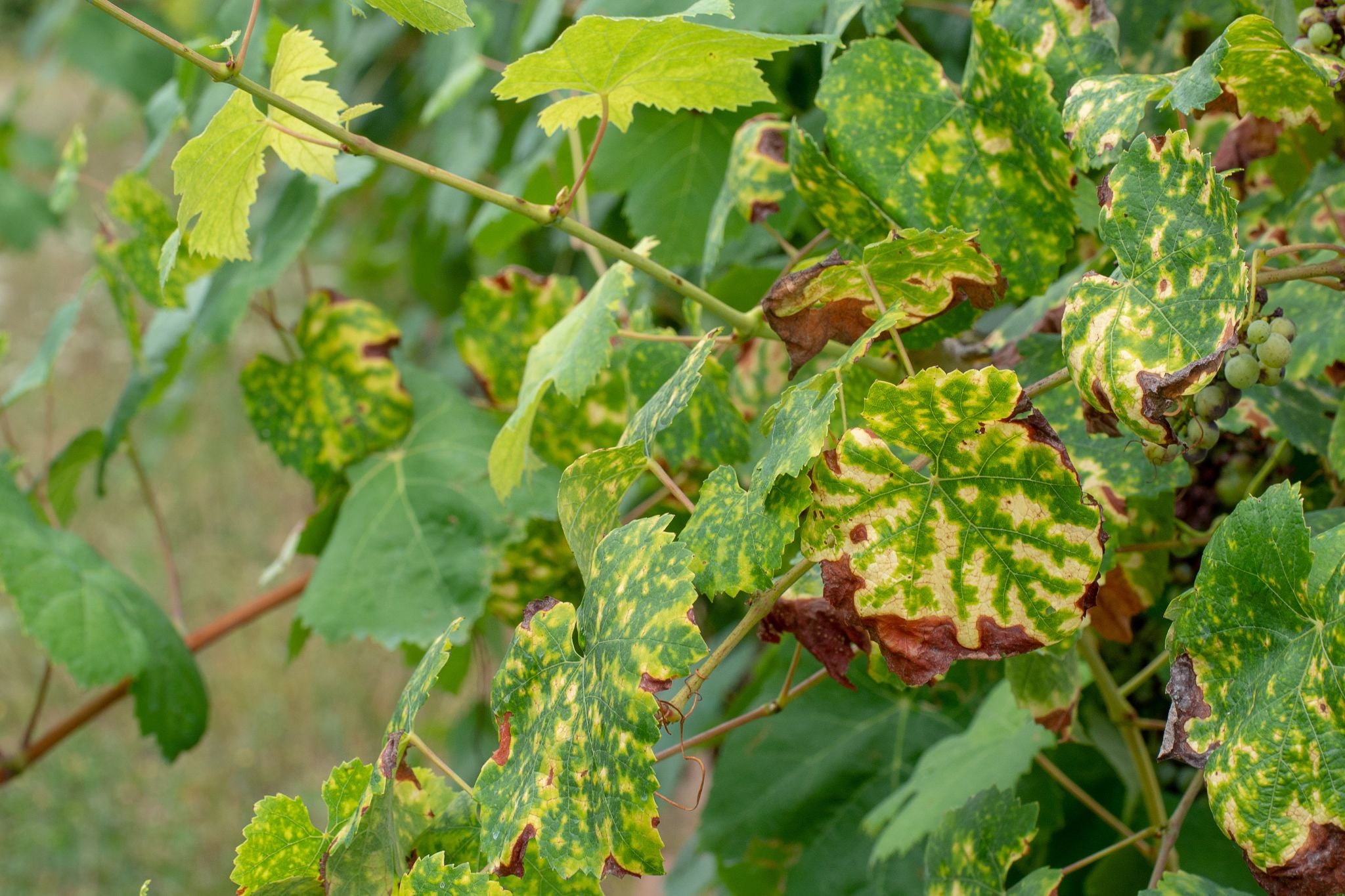 Weinblätter mit gelblichen Flecken und braunen Rändern, Anzeichen von Dickmaulrüssler-Schaden
