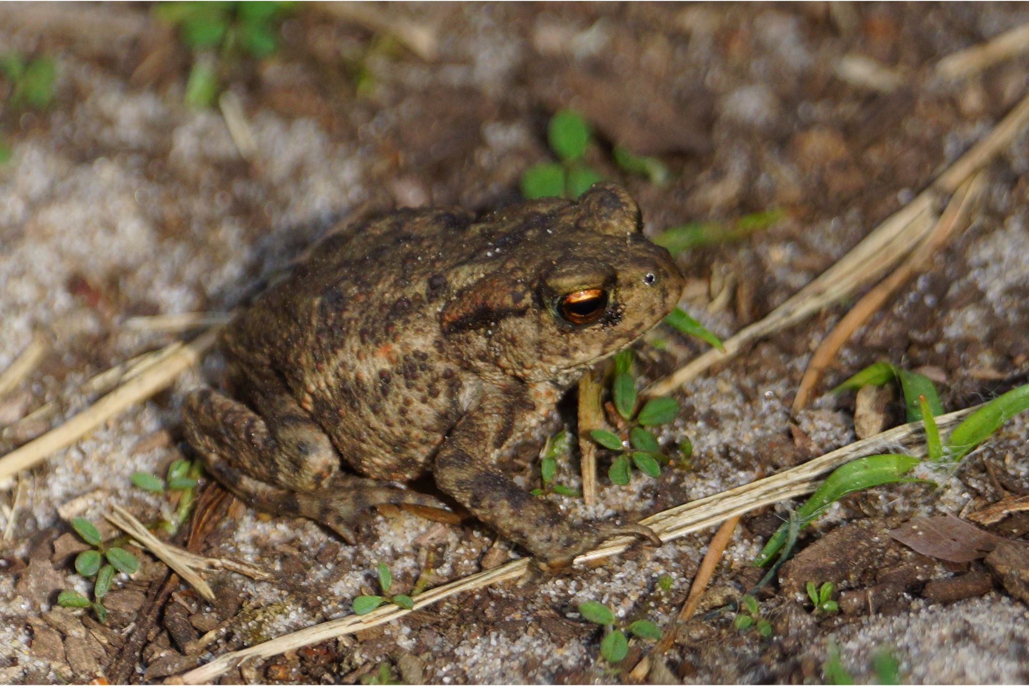 Braune Kröte mit warziger Haut sitzt auf sandigem Boden mit kleinen grünen Pflanzen