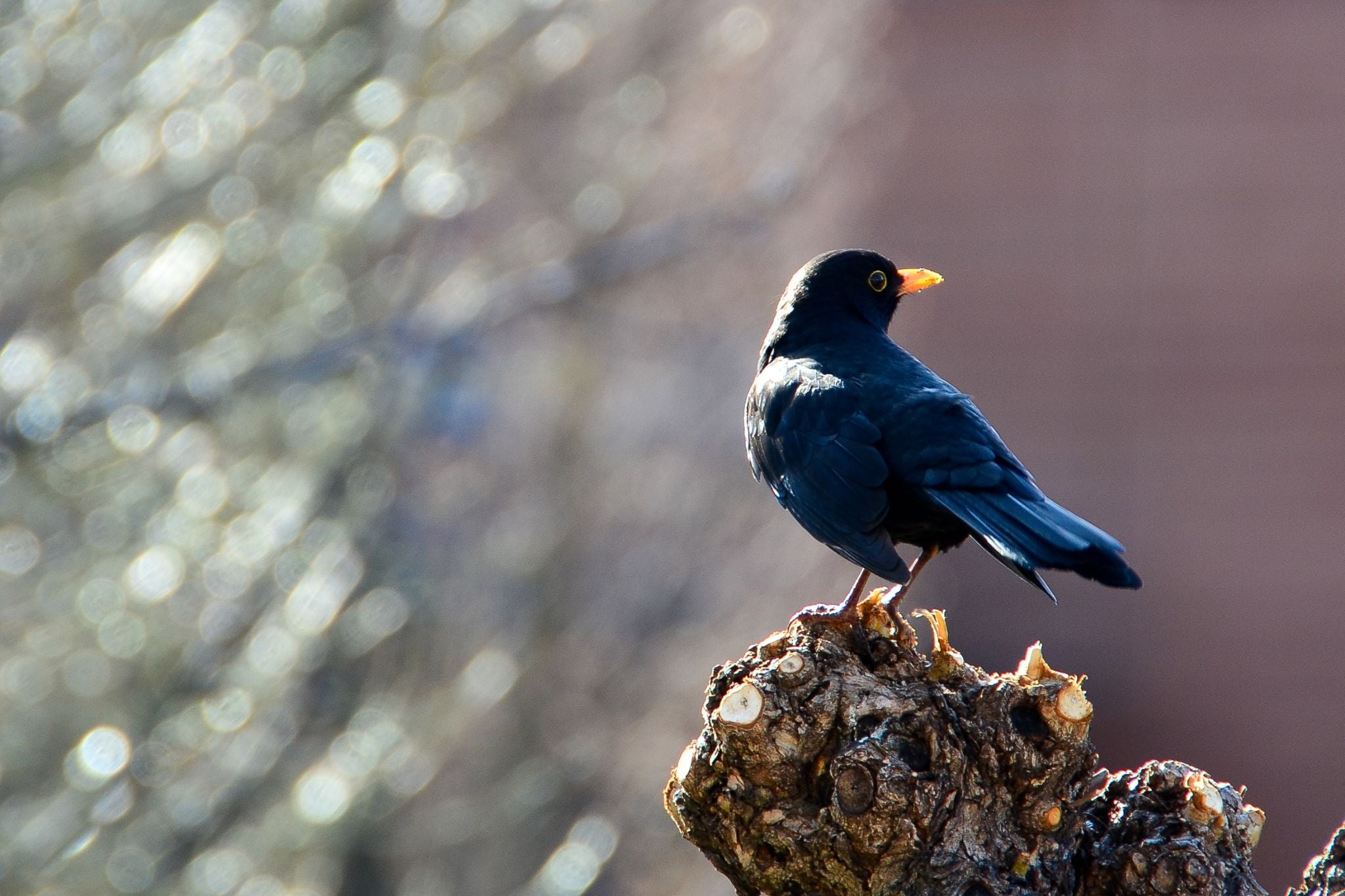 Schwarzer Vogel mit gelbem Schnabel sitzt auf einem Ast vor unscharfem Hintergrund