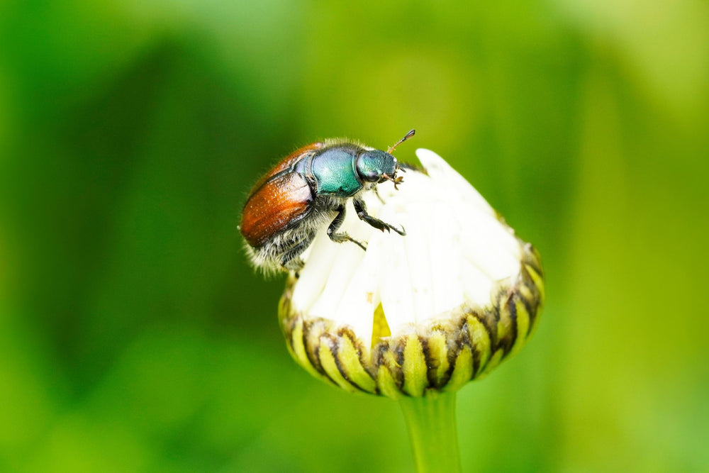 Gartenlaubkäfer mit grünem Kopf und braunem Rücken auf einer weißen Blüte vor grünem Hintergrund