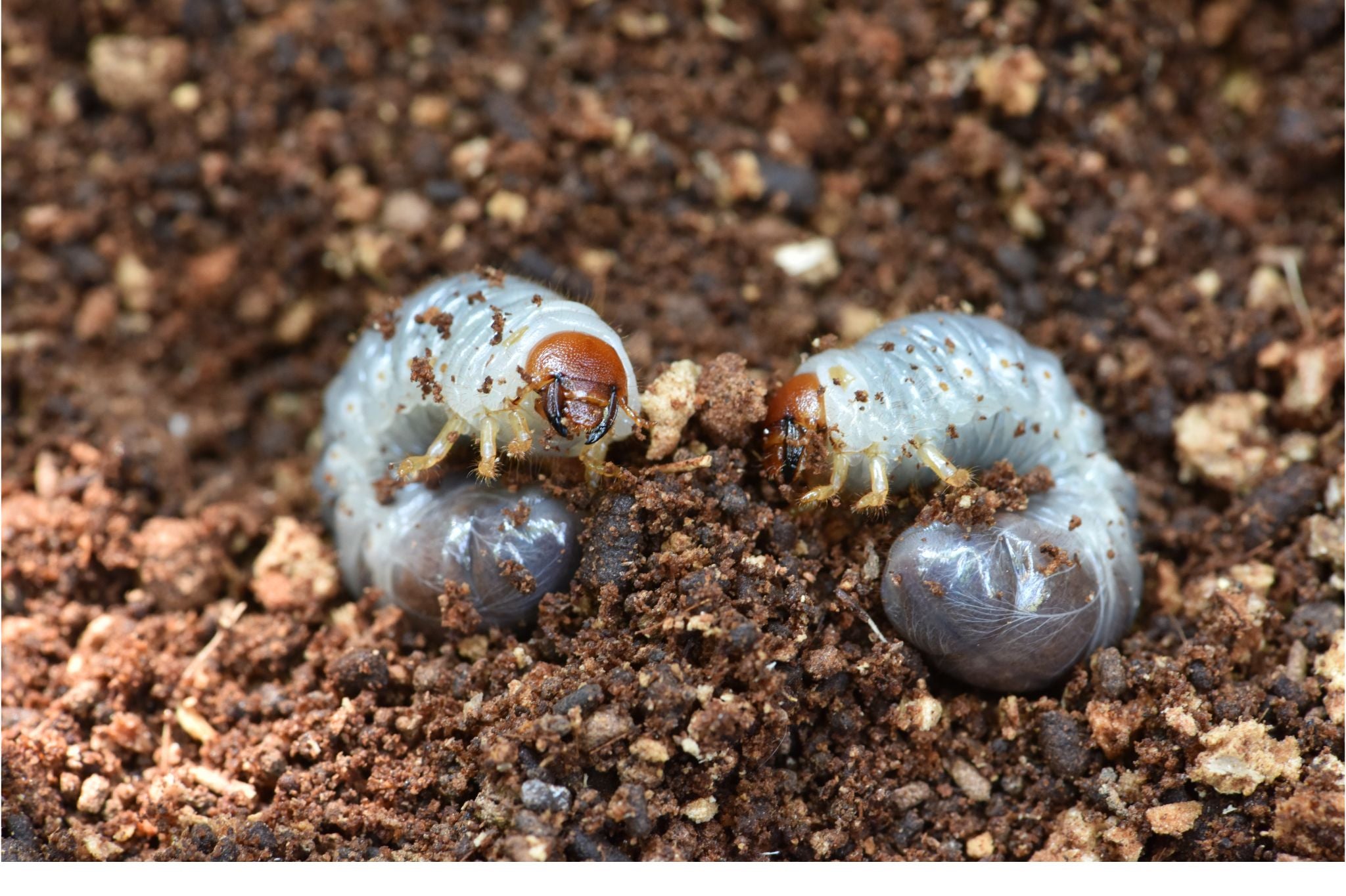 Zwei weiße Larven des Gartenlaubkäfers mit braunen Köpfen im braunen Boden