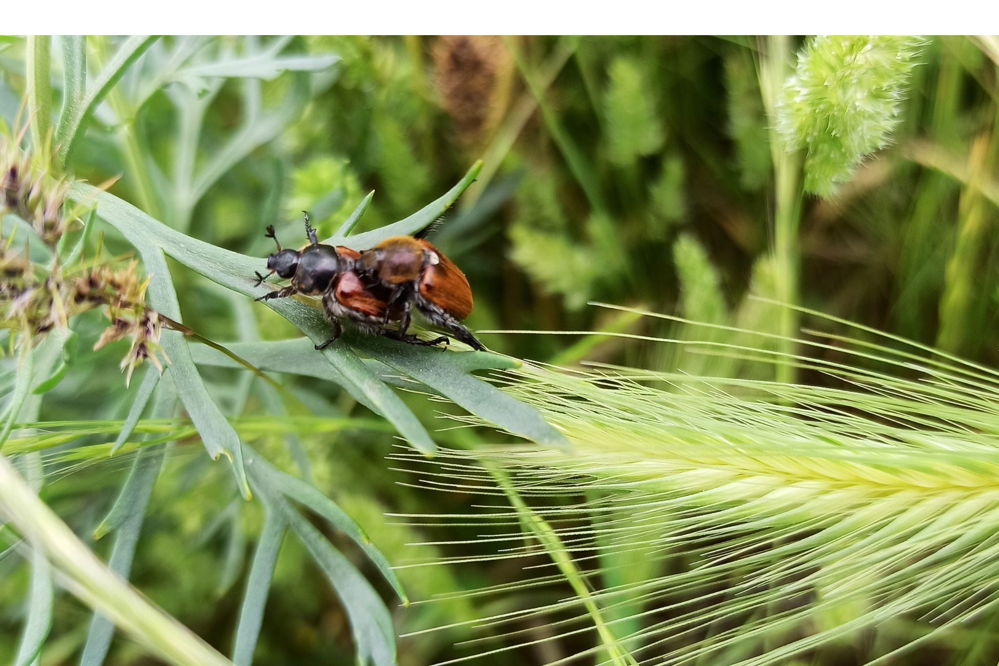 Zwei Gartenlaubkäfer paaren sich auf einem grünen Blatt in einer natürlichen Umgebung