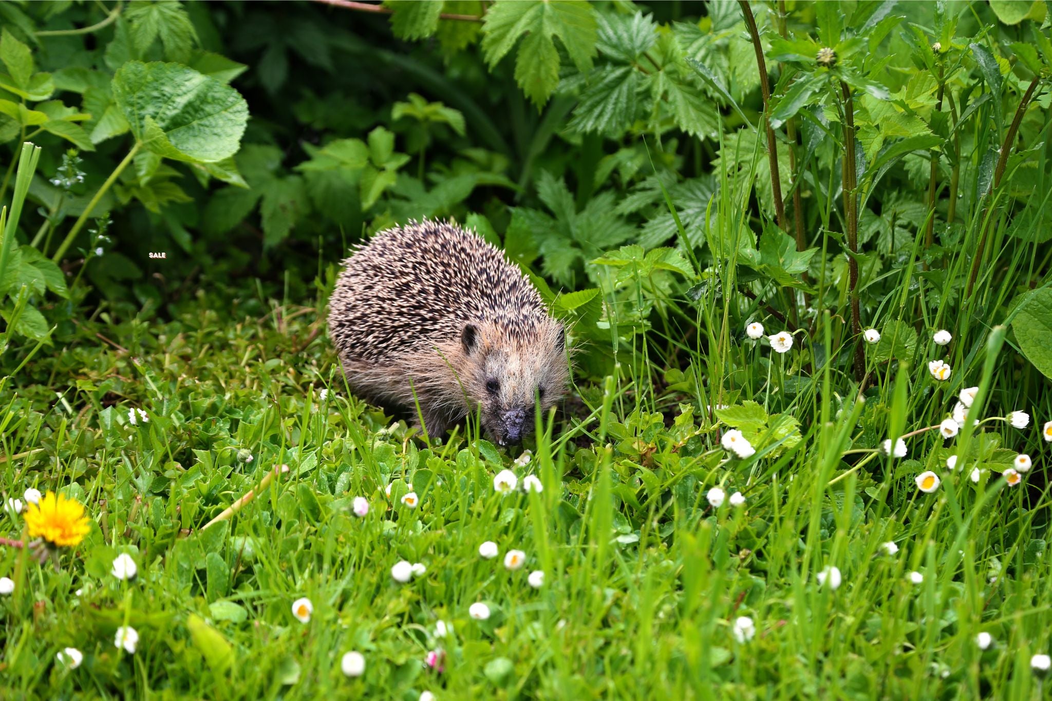 Igel auf einer Wiese mit grünem Gras und kleinen weißen Blüten, umgeben von grünen Blättern