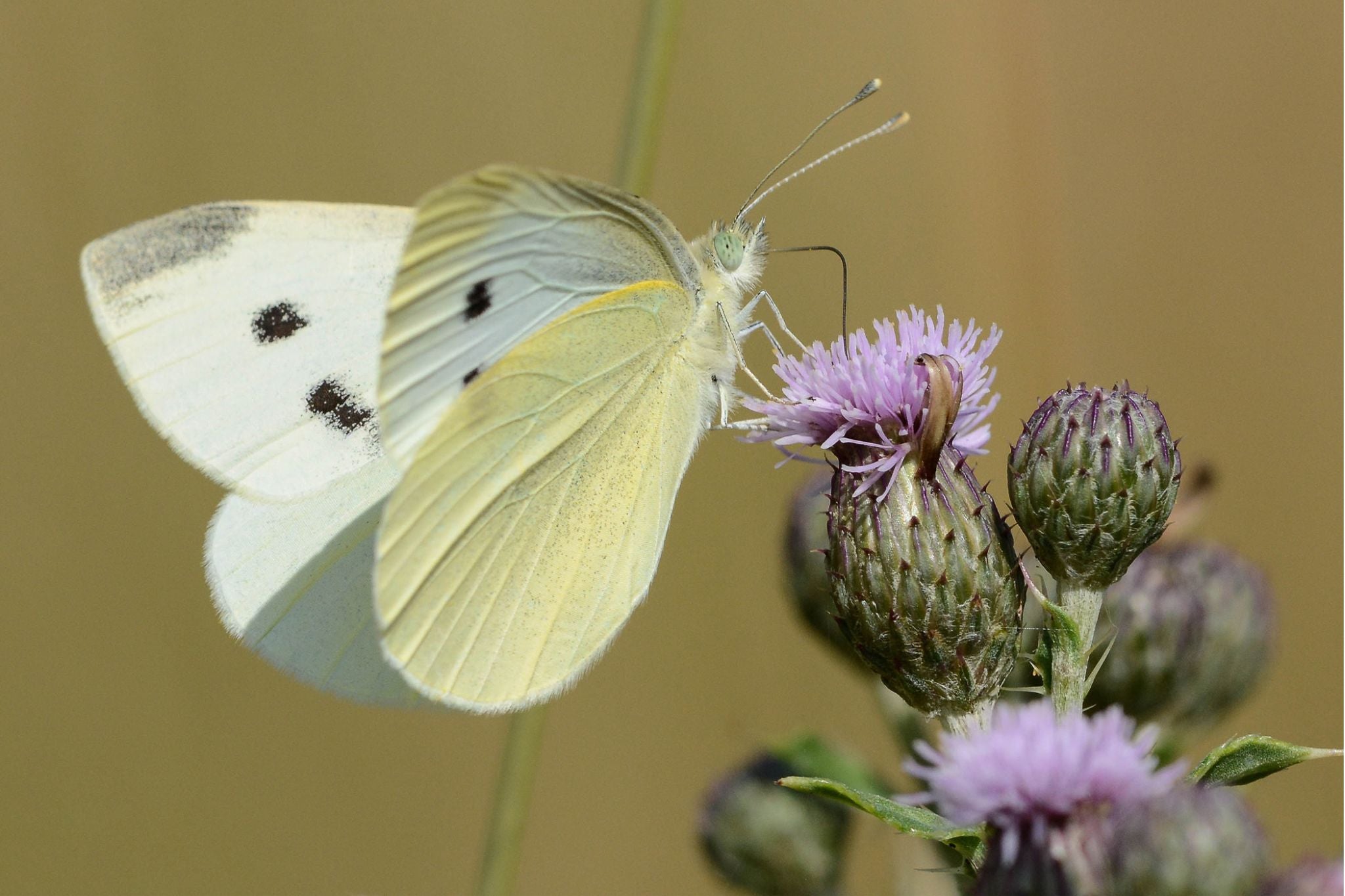 Kohlweißling-Schmetterling mit weißen Flügeln und schwarzen Punkten saugt Nektar an lila Distelblüte