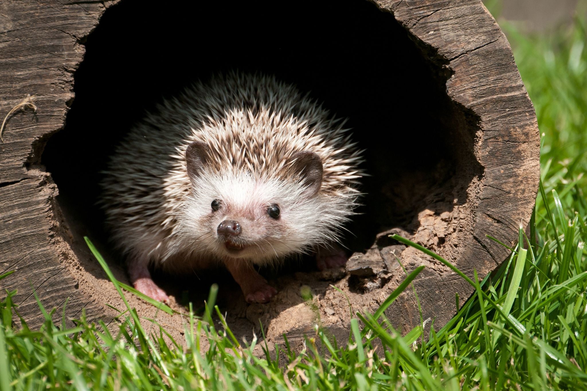 Igel schaut aus einem hohlen Baumstamm auf grünes Gras hinaus