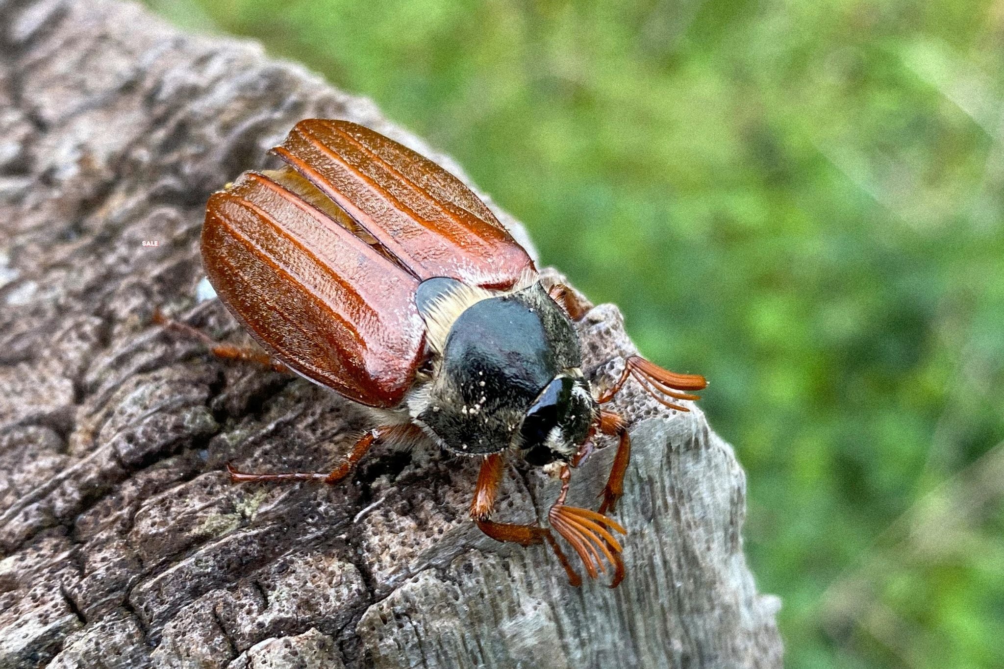 Maikäfer mit braunen Flügeldecken auf Baumrinde vor grünem Hintergrund