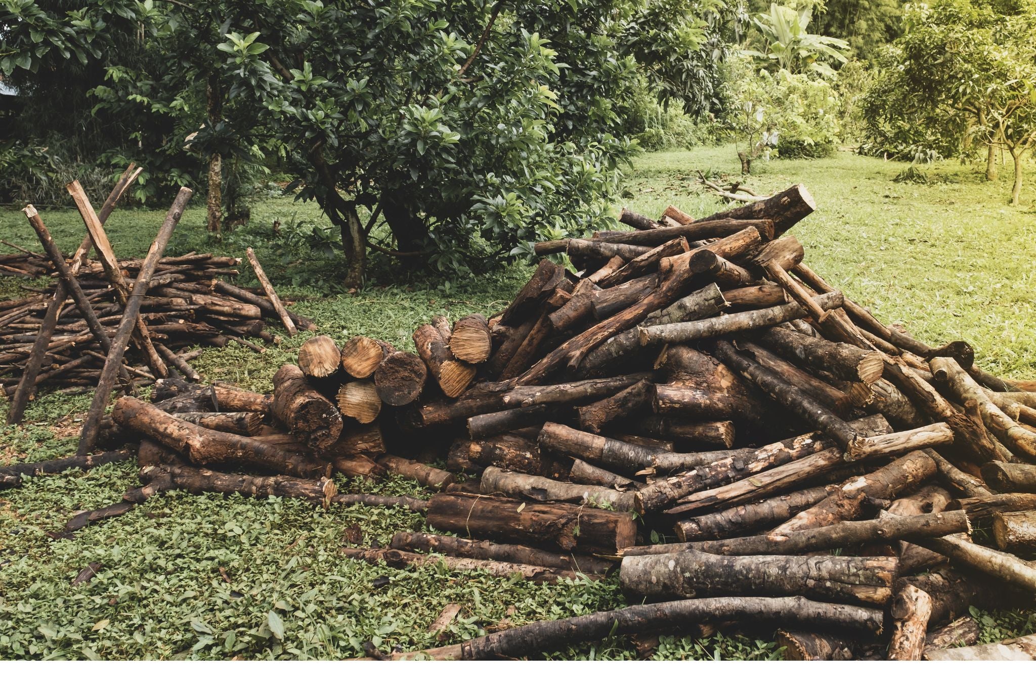 Große Holzstapel aus geschnittenen Baumstämmen und Ästen auf einer grünen Wiese mit Bäumen im Hintergrund
