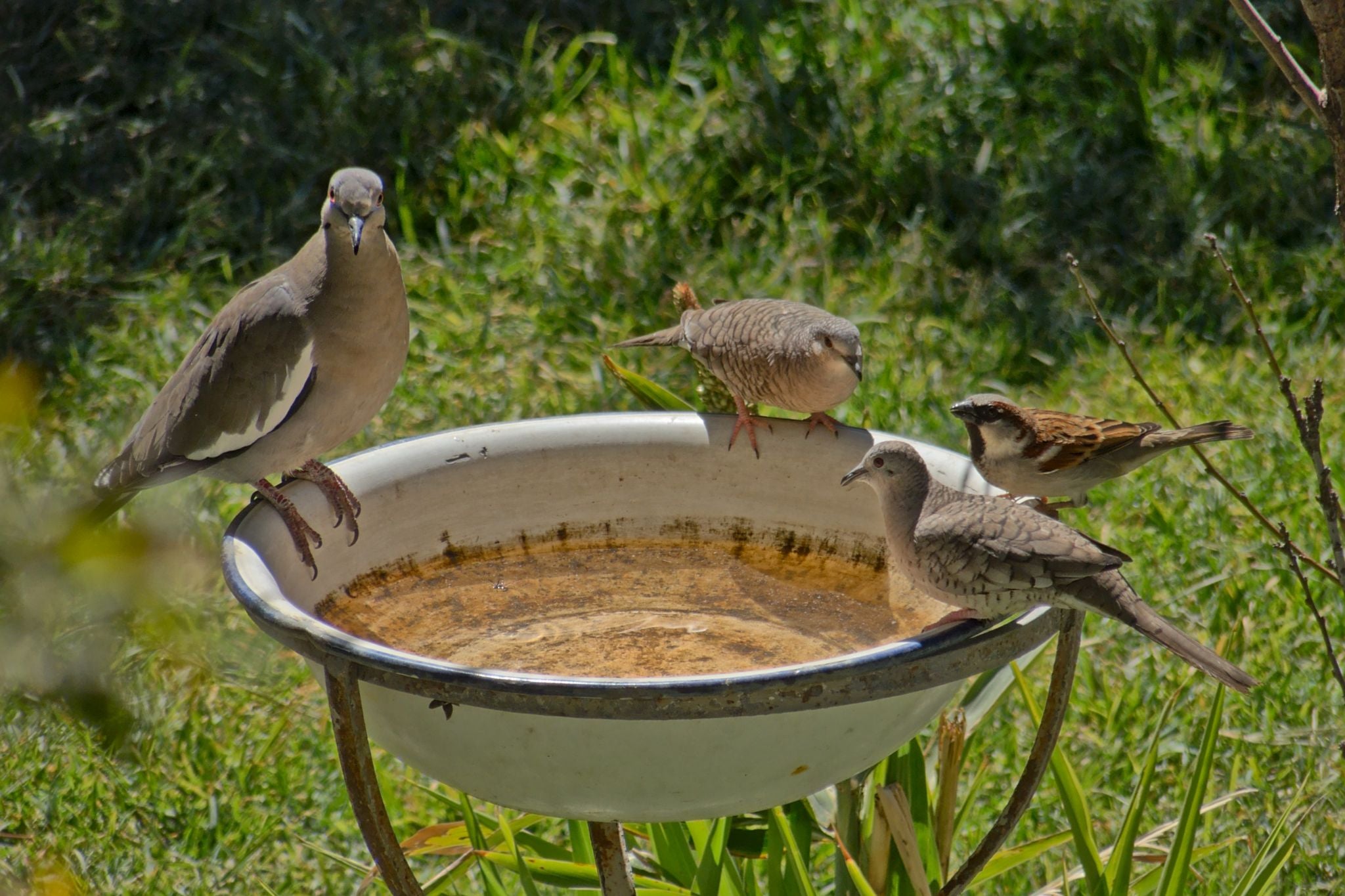 Vier verschiedene Vögel sitzen auf einem weißen Vogeltränke mit Wasser im Garten