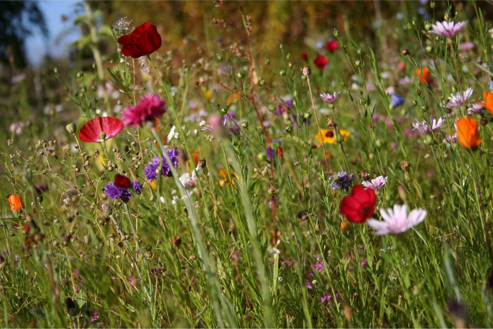 Bunte Wildblumenwiese mit roten, lila, orange und weißen Blüten unter blauem Himmel