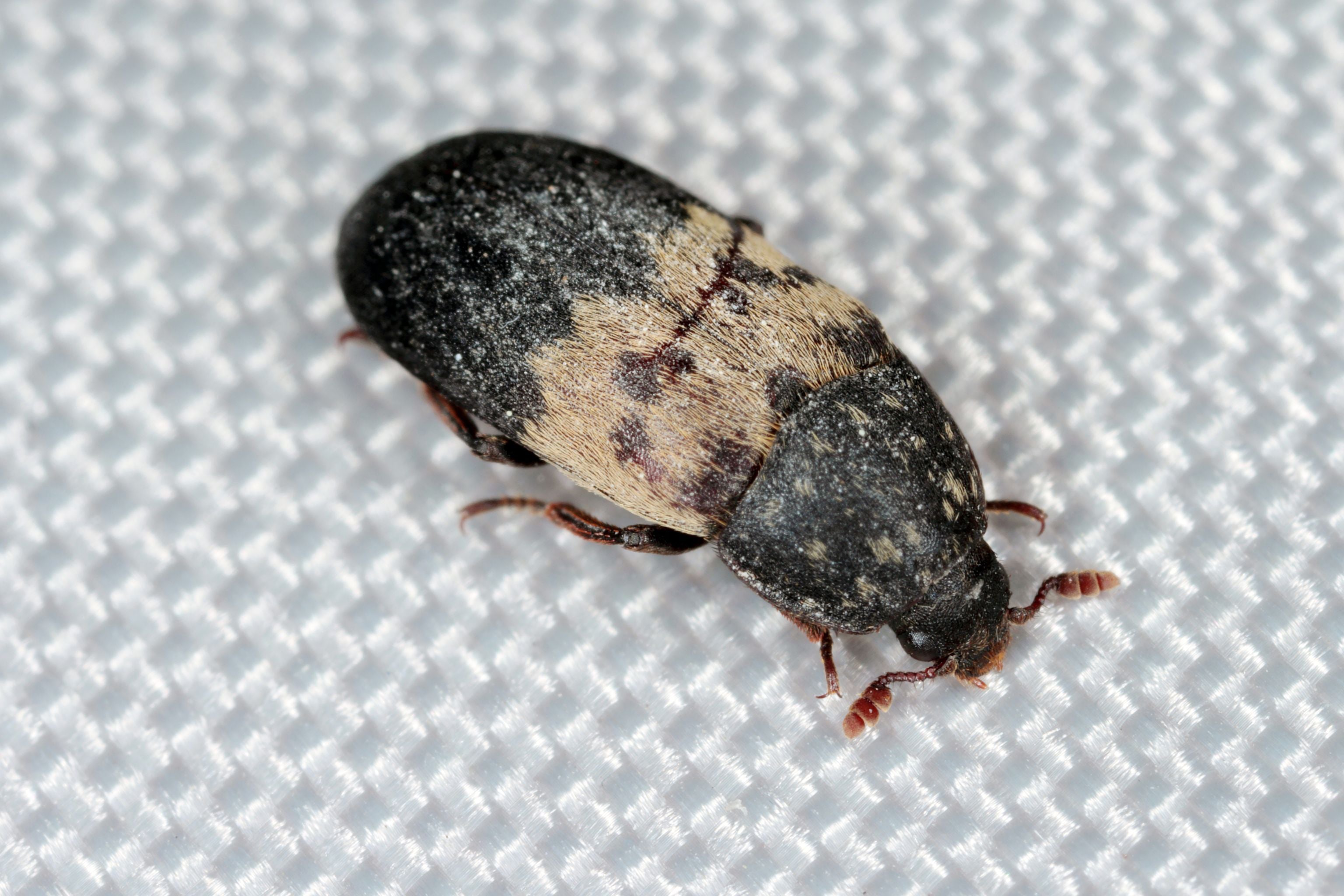 Nahaufnahme eines kleinen schwarzen und beige gefleckten Käfers auf weißer Oberfläche