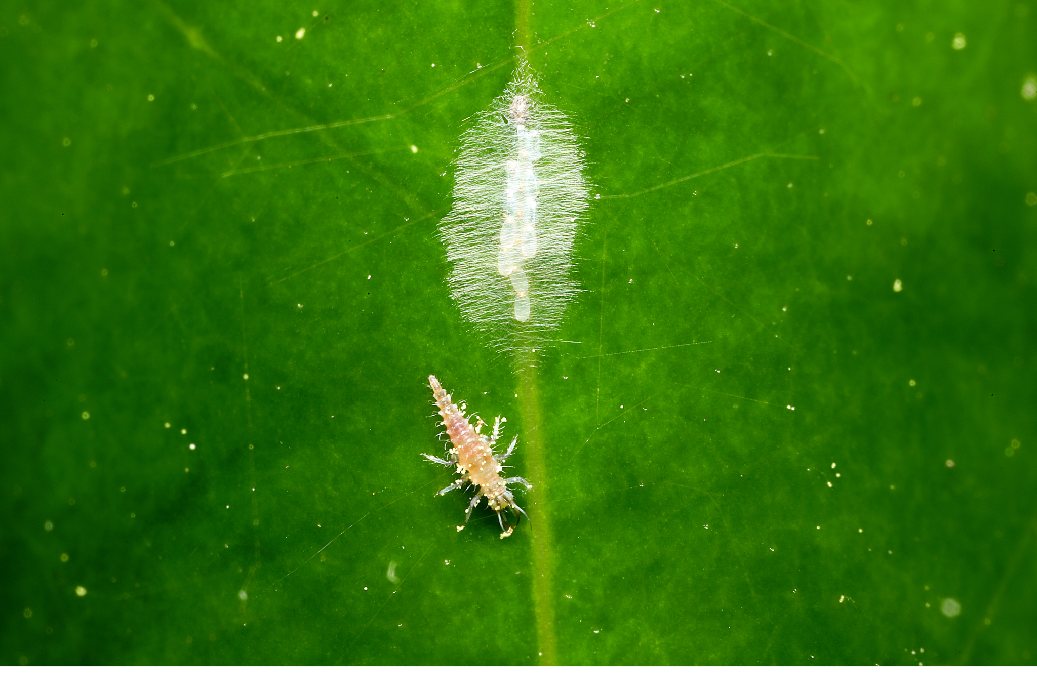 Nahaufnahme einer Spinnmilbe auf einem grünen Blatt neben einem weißen Gespinst