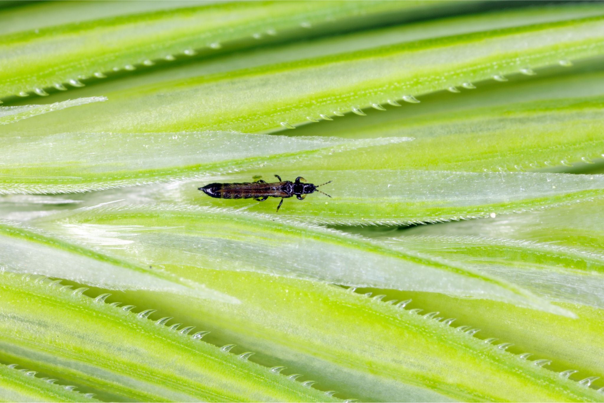 Schwarzer Thrips sitzt auf einer grünen Pflanzenoberfläche mit gezackten Kanten