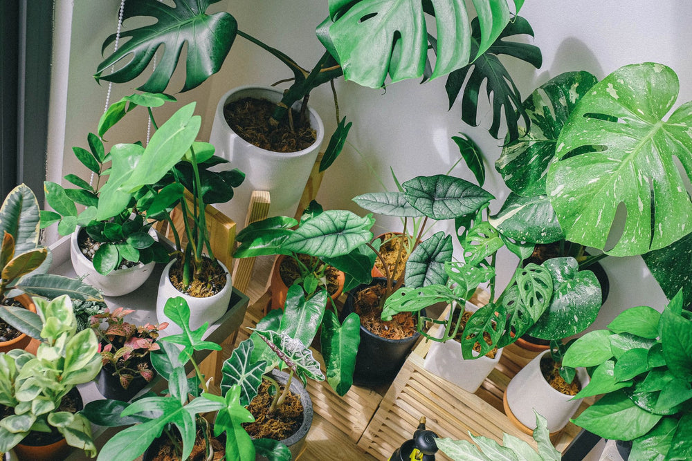 Verschiedene grüne Zimmerpflanzen in Töpfen, darunter Monstera und Alocasia, auf Holzregalen und Boden arrangiert