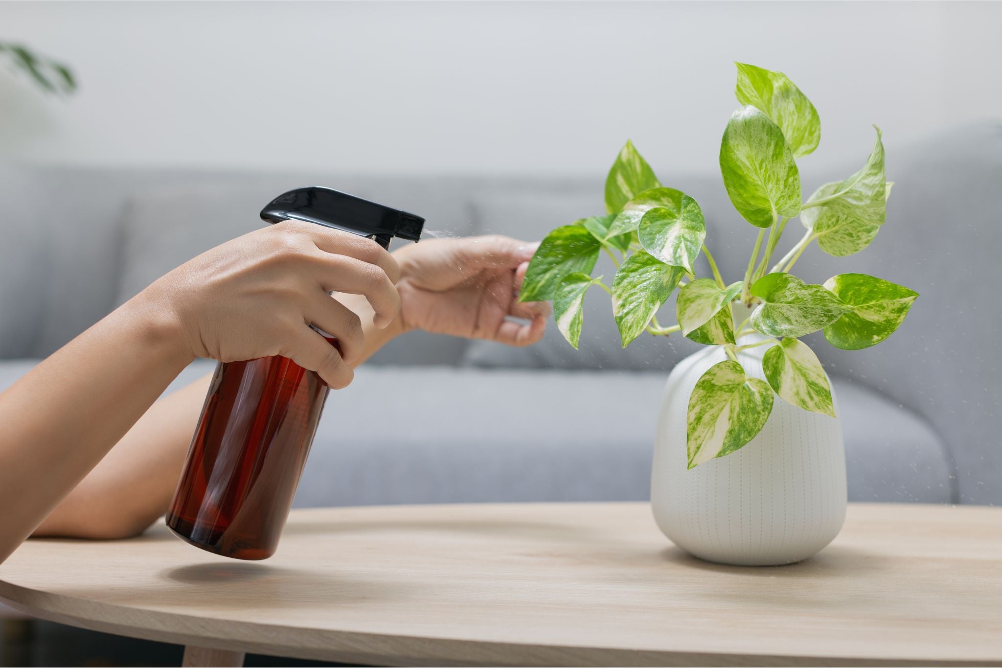 Hand sprüht Pflanze mit grünen und weißen Blättern in weißer Vase auf Holztisch