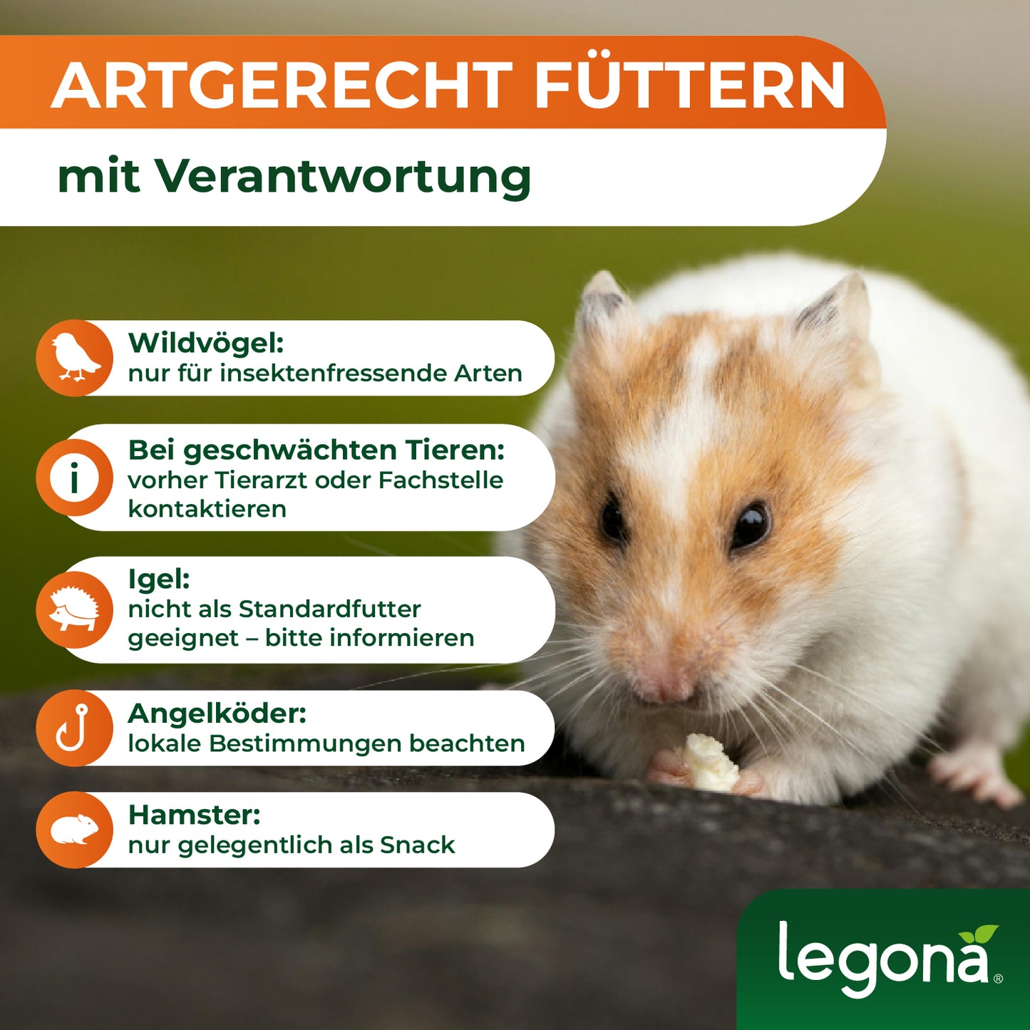 Hamster frisst auf dunklem Untergrund mit Text zu artgerechter Fütterung und Verantwortung für Wildvögel, geschwächte Tiere, Igel, Angelköder und Hamster