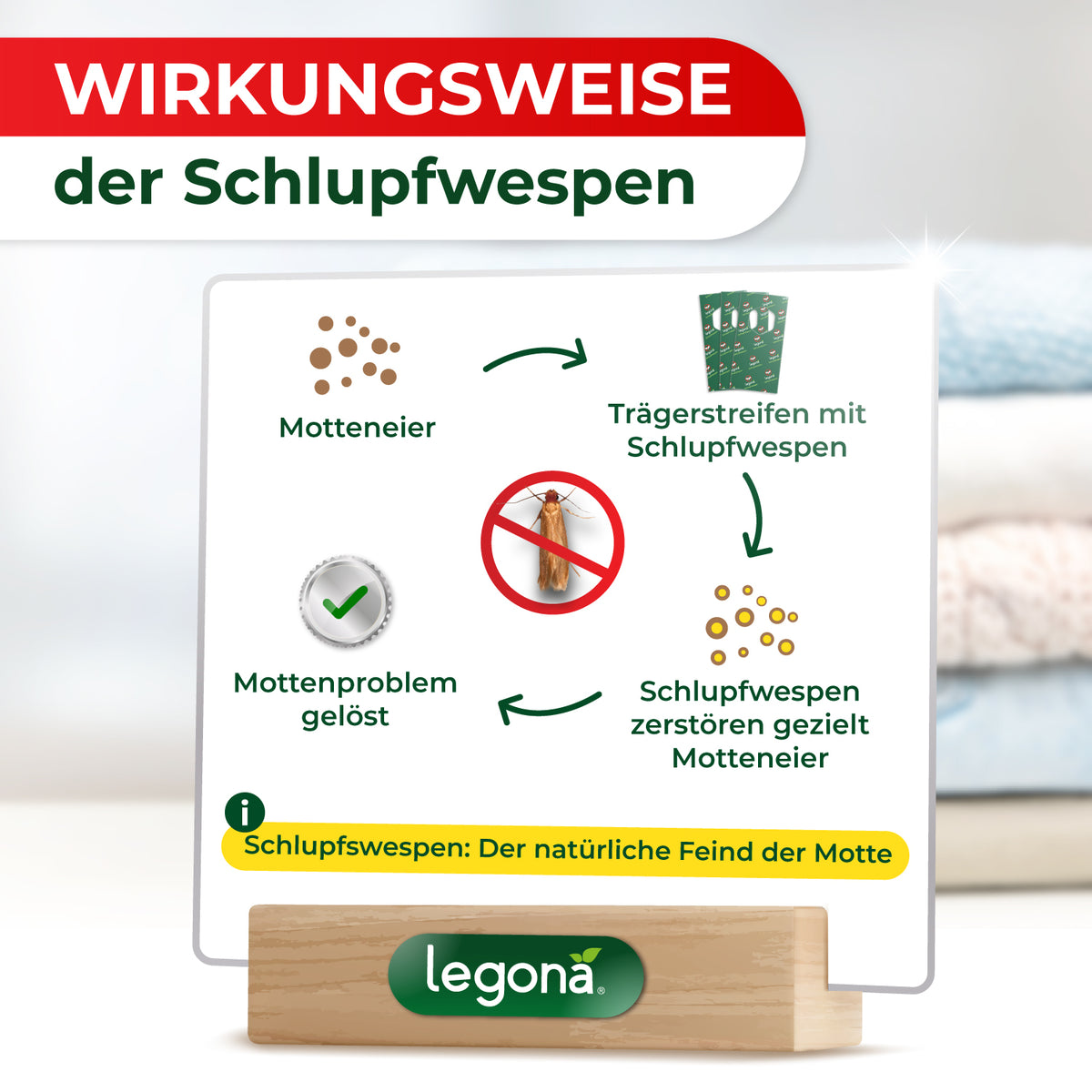 Schlupfwespen gegen Kleidermotten
