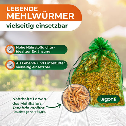 Lebende Mehlwürmer