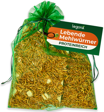 Grüner Netzbeutel mit lebenden Mehlwürmern und grün-orangefarbenem Etikett mit der Aufschrift 'Legona - Lebende Mehlwürmer - PROTEINREICH'