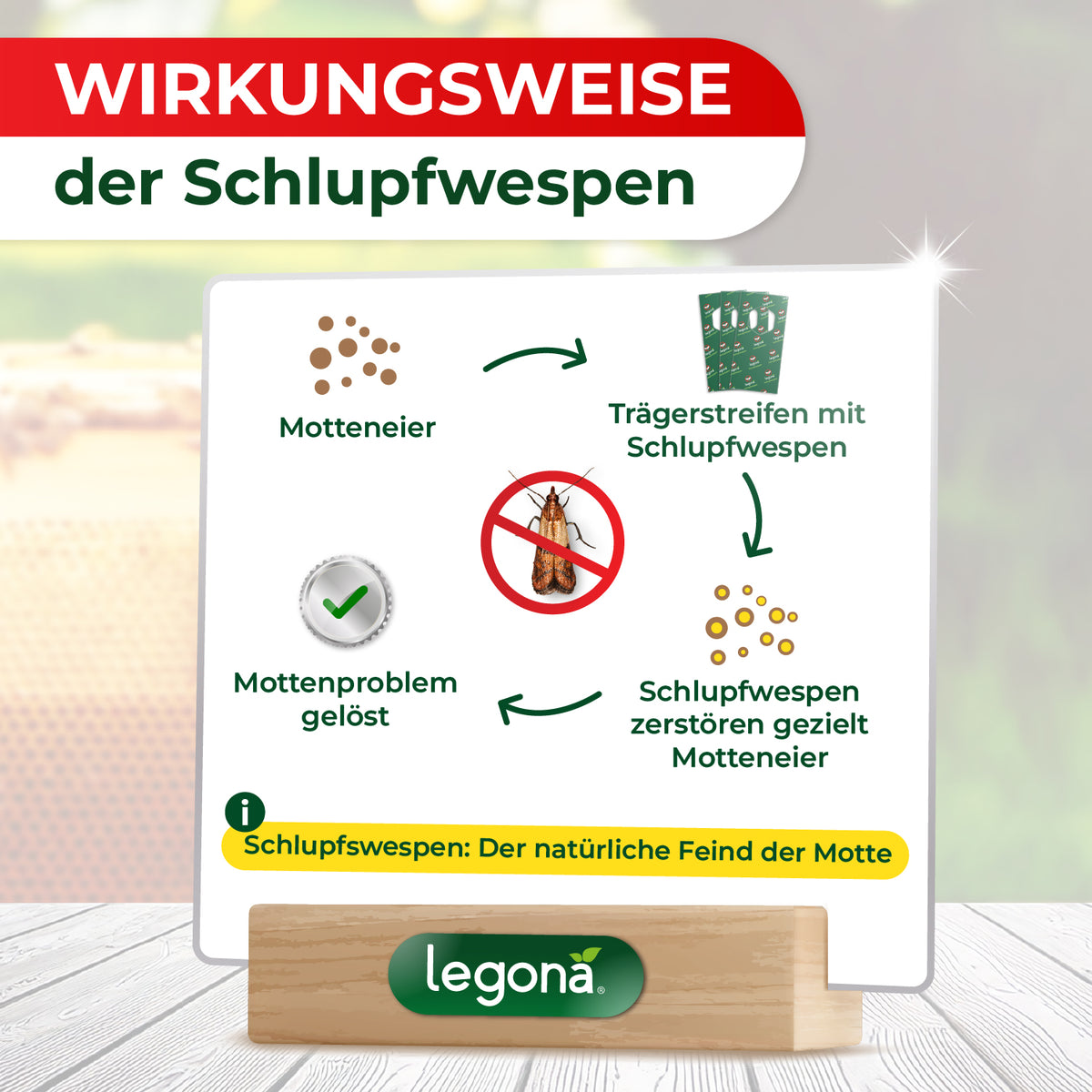 Infografik zur Wirkungsweise von Schlupfwespen zeigt Kreislauf von Motteneiern, Trägerstreifen mit Schlupfwespen, gezielter Zerstörung der Motteneier und gelöstem Mottenproblem mit dem Hinweis 'Schlupfwespen: Der natürliche Feind der Motte' und dem Logo 'Legona'
