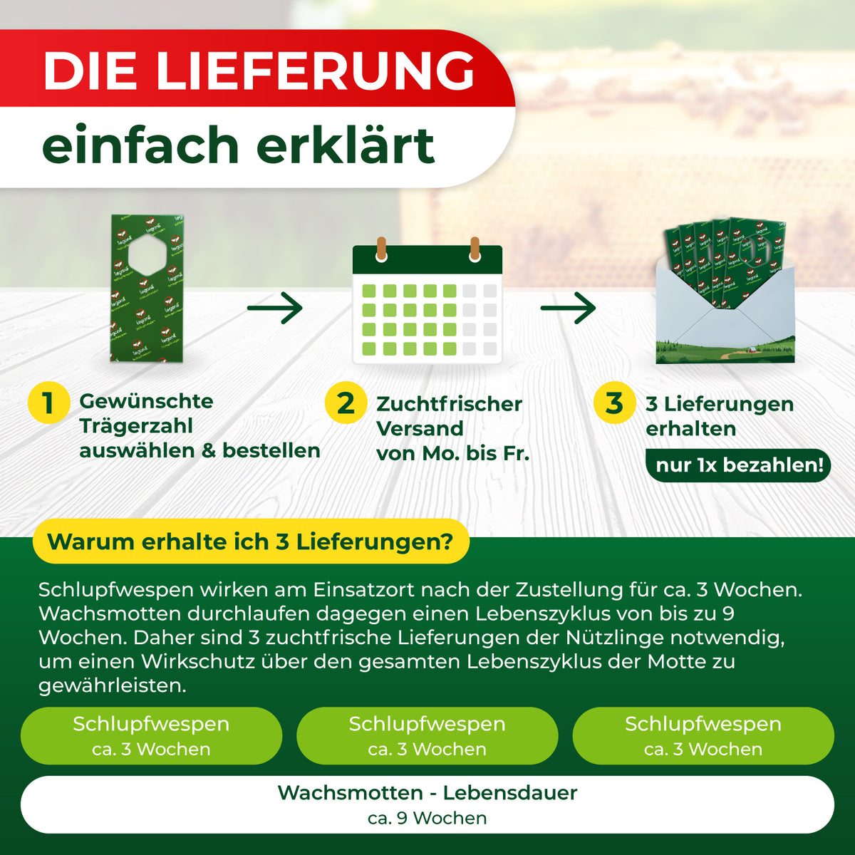 Schlupfwespen gegen Wachsmotten