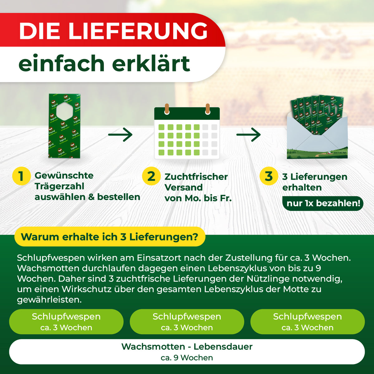 Infografik erklärt die Lieferung von Schlupfwespen in drei Schritten mit Texten zu Trägerzahl auswählen, Versandzeit und drei Lieferungen, ergänzt durch Zeitachsen für Schlupfwespen und Wachsmottenlebensdauer.