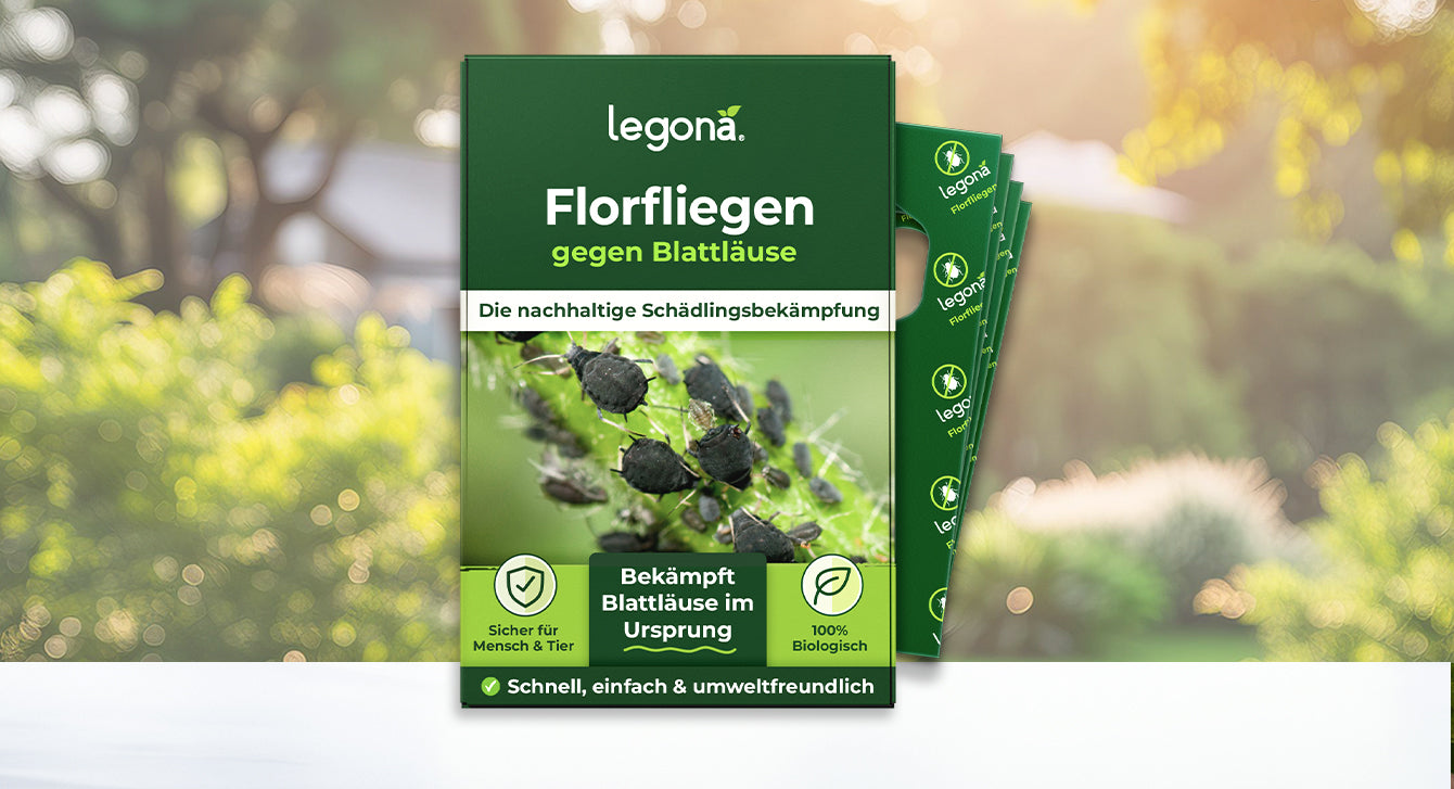 Legona Florfliegen gegen Blattläuse, nachhaltige Schädlingsbekämpfung, sicher für Mensch und Tier, 100% biologisch, schnell und umweltfreundlich
