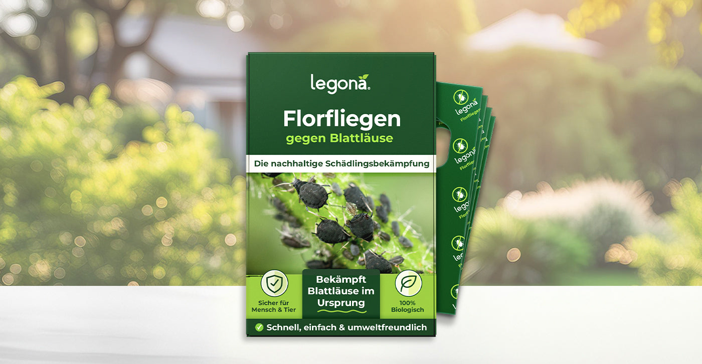 Legona Florfliegen gegen Blattläuse, nachhaltige Schädlingsbekämpfung, sicher für Mensch und Tier, 100% biologisch