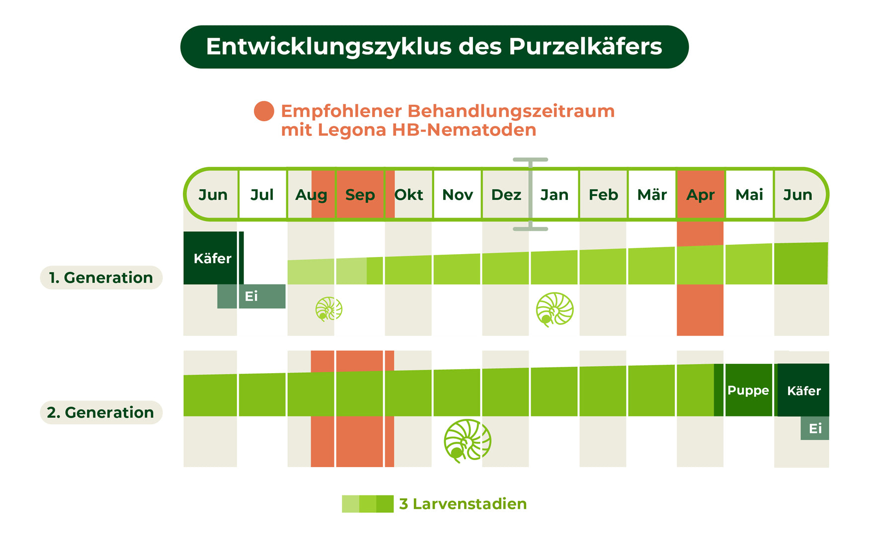 Behandlungsplan des Purzelkäfers mit Legona HB-Nematoden
