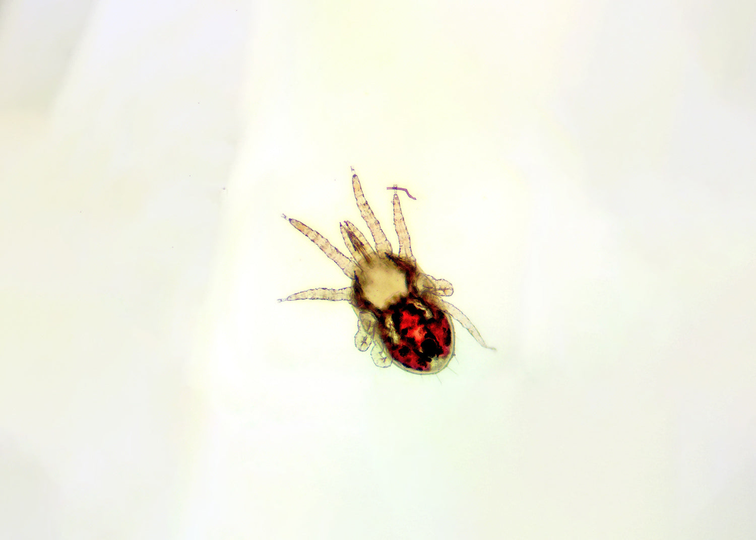 Nahaufnahme einer kleinen Spinne mit rot-schwarzem Muster auf dem Rücken vor hellem Hintergrund