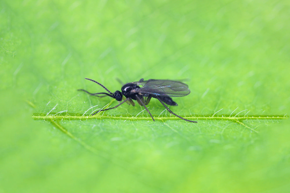 Schwarze Trauermücke mit durchsichtigen Flügeln auf einem grünen Blatt