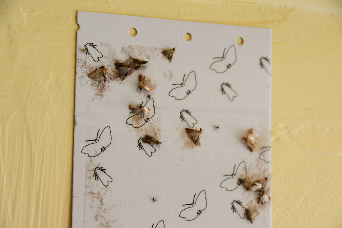 Weiße Klebefalle mit mehreren gefangenen Motten und gezeichneten Mottenumrissen auf gelbem Hintergrund