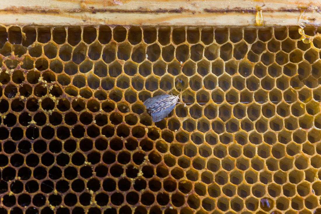 Bienenwabe mit sechseckigen Zellen und einer einzelnen Motte in der Mitte