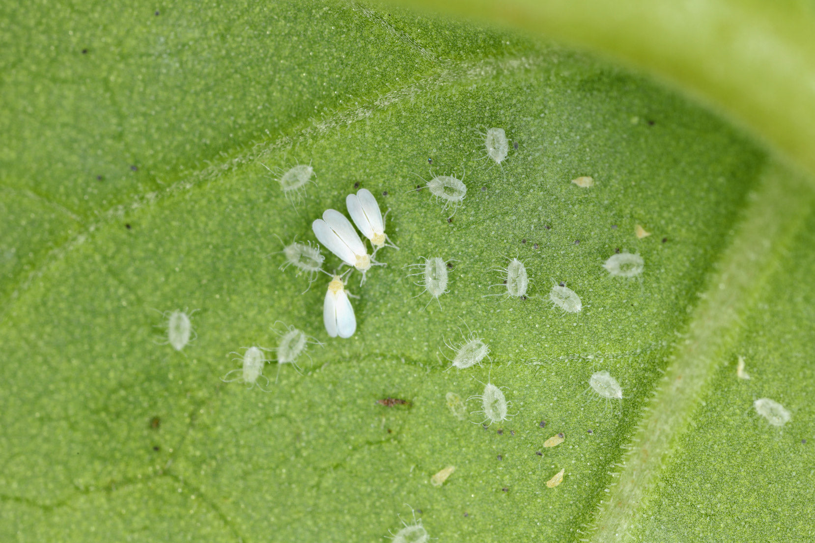 Weiße Fliege und Larven auf der Unterseite eines grünen Blattes