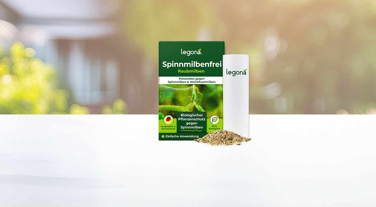 Packung und Becher des Produkts 'Legona Spinnmilbenfrei Raubmilben' mit einer kleinen Menge des Granulats auf hellem Hintergrund