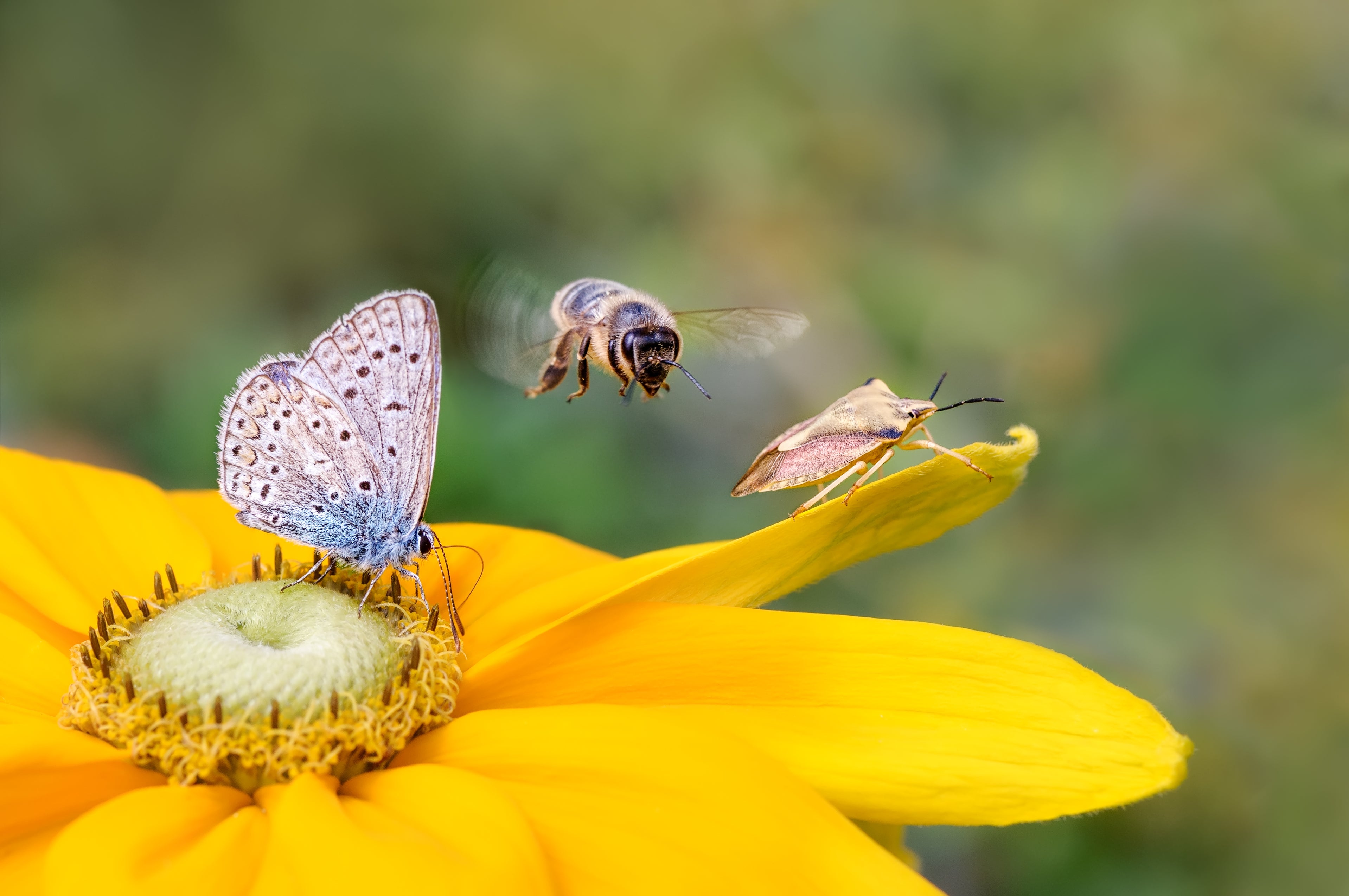 Blauer Schmetterling, Biene im Flug und braune Wanze auf gelber Blume mit grünem unscharfem Hintergrund