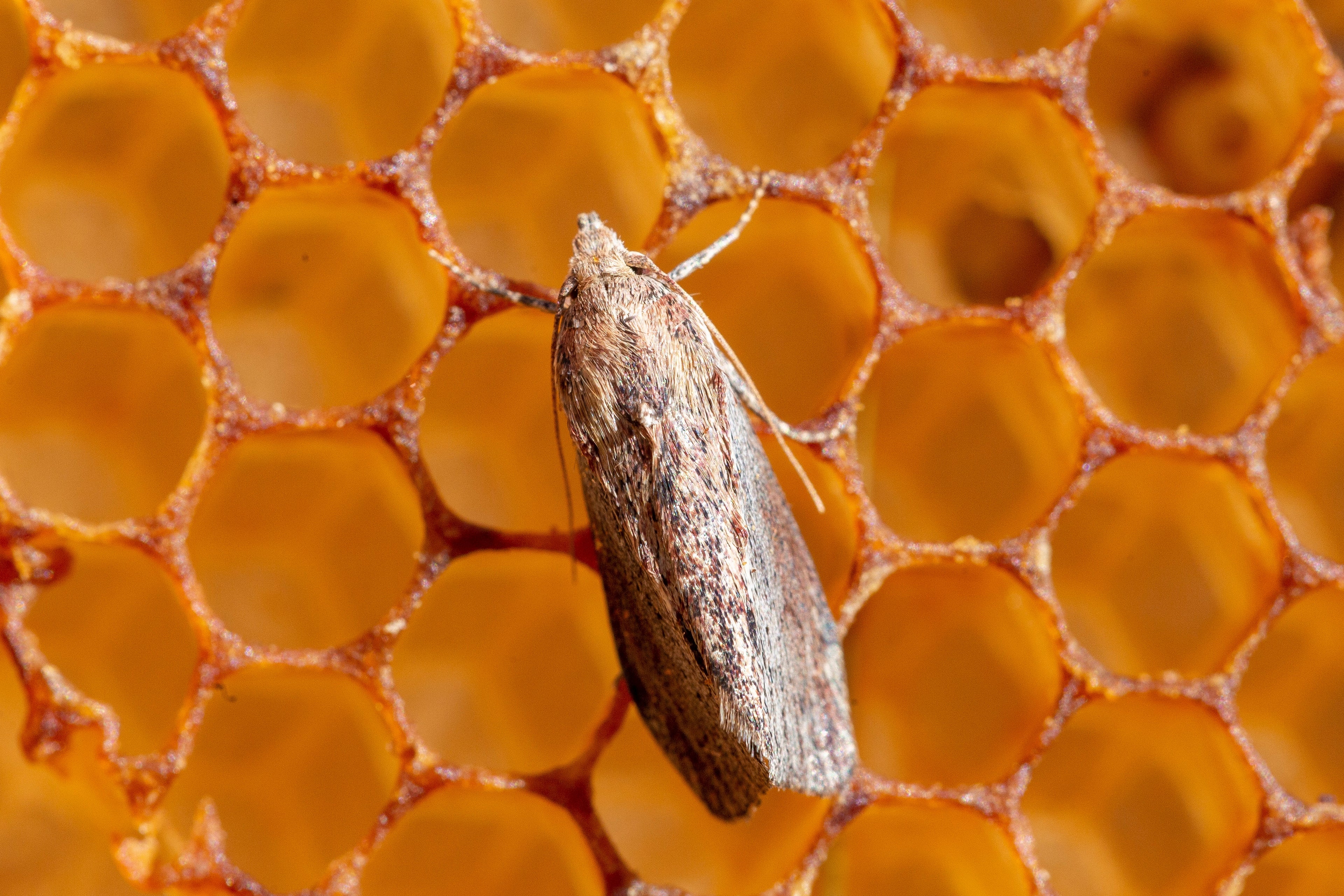 Eine kleine graubraune Motte sitzt auf einer honiggefüllten Wabe eines Bienenstocks