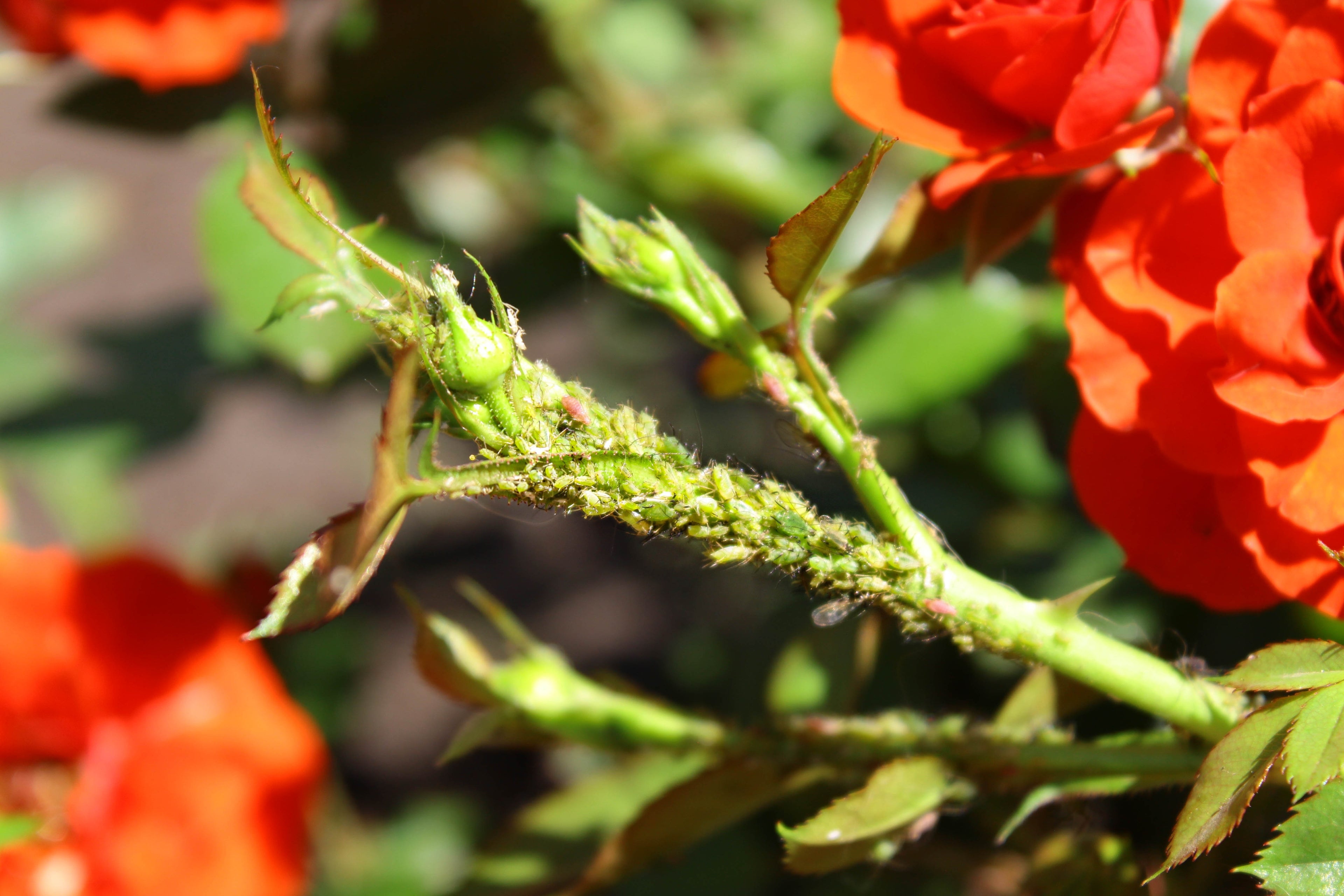 Grüner Rosenstängel mit vielen Blattläusen, umgeben von roten Rosenblüten
